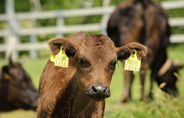 Vi sao bo Wagyu co gia dat do toi vai trieu dong/kg?-Hinh-3