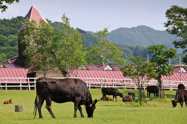 Vi sao bo Wagyu co gia dat do toi vai trieu dong/kg?-Hinh-5