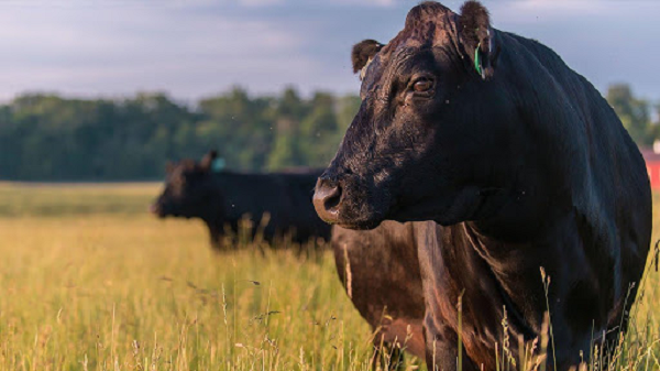 Vi sao bo Wagyu co gia dat do toi vai trieu dong/kg?-Hinh-7