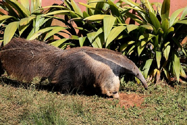 Gau an kien voi chiec luoi dai va ve be ngoai ky di-Hinh-7