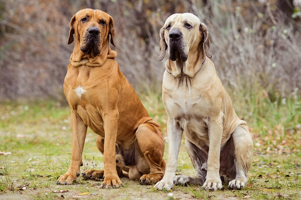 Pitbull  khong phai la loai cho du nhat the gioi-Hinh-8