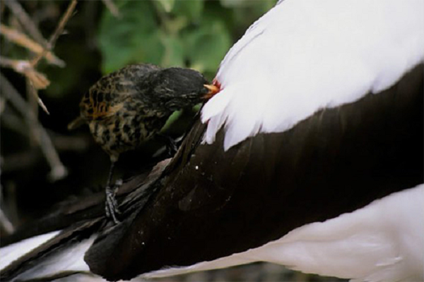 Loai chim se tien hoa bang cach uong mau dong vat de sinh ton-Hinh-12