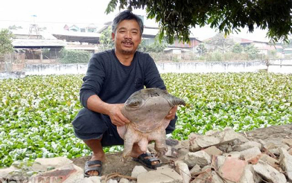 Trao luu nuoi 'thuy quai' ba ba giup kiem bon tien-Hinh-11