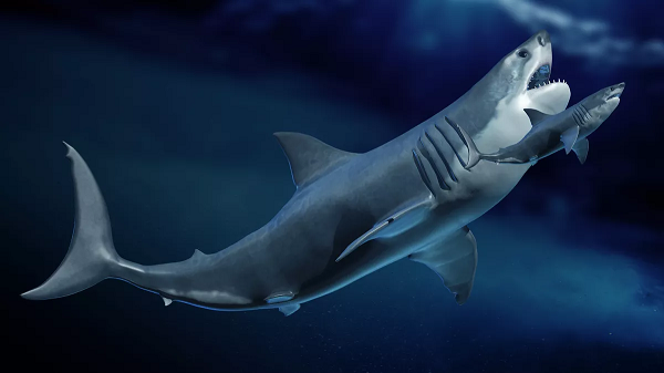 Siêu cá mập Megalodon có ngoại hình khổng lồ dễ thương? - Hình 11 Sieu ca map Megalodon co ngoai hinh khong lo de thuong?-Hinh-11
