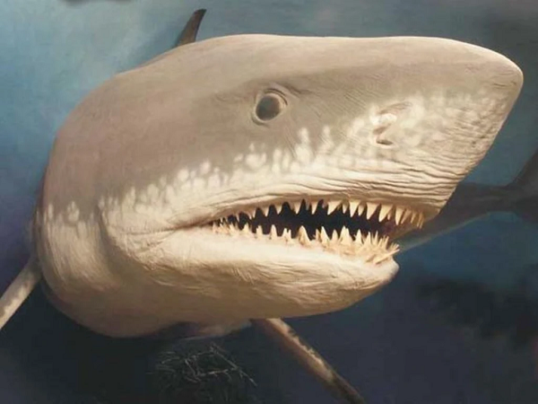 Siêu cá mập Megalodon có ngoại hình khổng lồ dễ thương? - Hình 12 Sieu ca map Megalodon co ngoai hinh khong lo de thuong?-Hinh-12