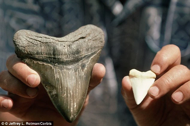 Siêu cá mập Megalodon có ngoại hình khổng lồ dễ thương? - Hình 2 Sieu ca map Megalodon co ngoai hinh khong lo de thuong?-Hinh-2