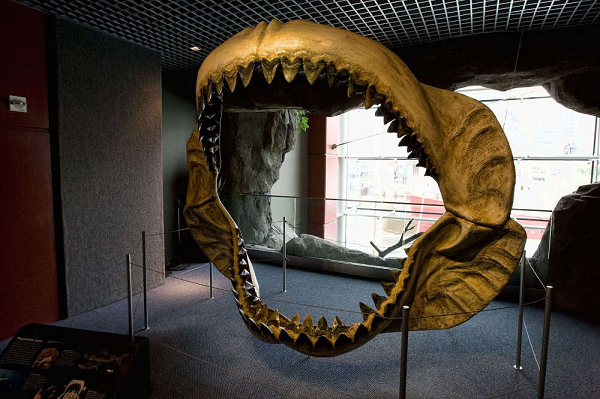 Siêu cá mập Megalodon có ngoại hình khổng lồ dễ thương? - Hình 3 Sieu ca map Megalodon co ngoai hinh khong lo de thuong?-Hinh-3