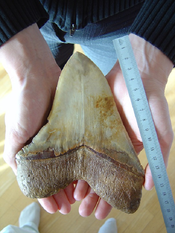 Siêu cá mập Megalodon có ngoại hình khổng lồ dễ thương? - Hình 4 Sieu ca map Megalodon co ngoai hinh khong lo de thuong?-Hinh-4
