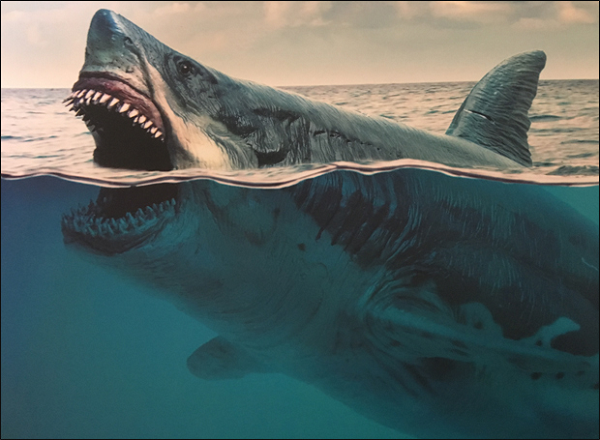 Siêu cá mập Megalodon có ngoại hình khổng lồ dễ thương? - Hình 5 Sieu ca map Megalodon co ngoai hinh khong lo de thuong?-Hinh-5