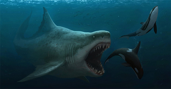 Siêu cá mập Megalodon có ngoại hình khổng lồ dễ thương? - Hình 7 Sieu ca map Megalodon co ngoai hinh khong lo de thuong?-Hinh-7
