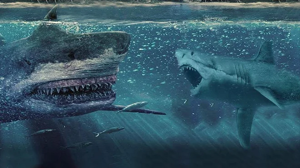 Siêu cá mập Megalodon có ngoại hình khổng lồ dễ thương? - Hình 8 Sieu ca map Megalodon co ngoai hinh khong lo de thuong?-Hinh-8