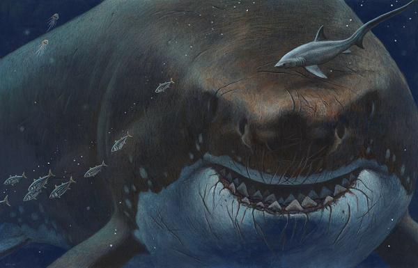 Siêu cá mập Megalodon có ngoại hình khổng lồ dễ thương? - Hình 9 Sieu ca map Megalodon co ngoai hinh khong lo de thuong?-Hinh-9