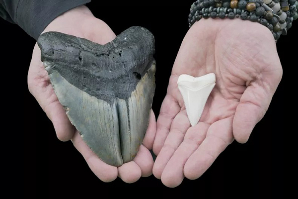 Siêu cá mập Megalodon có ngoại hình khổng lồ dễ thương? Sieu ca map Megalodon co ngoai hinh khong lo de thuong?