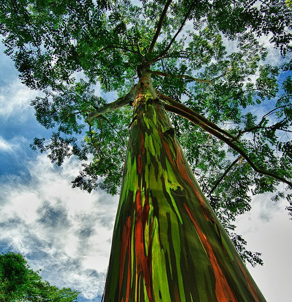 Nhung loai cay vo cung ky la-Hinh-7