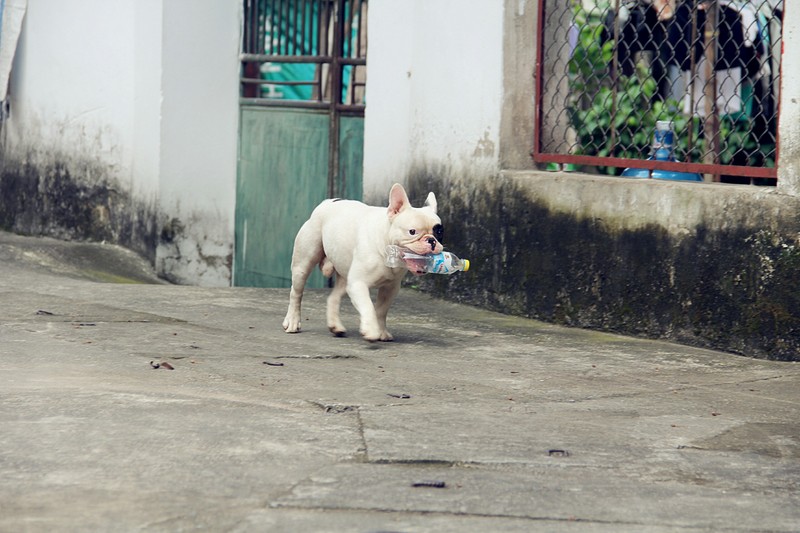 Chu cho duoc tra 100 trieu nhung chu van khong ban-Hinh-2