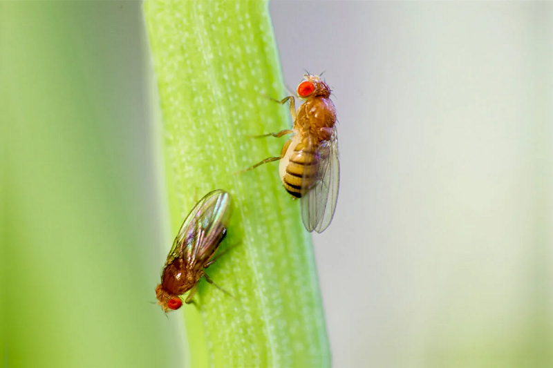 Ba dao ruoi giam duc chuoc 