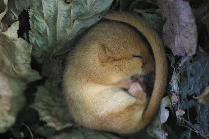 Nhung kieu ngu di thuong cua cac loai dong vat-Hinh-4