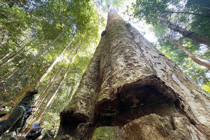 Ngam cay sao cat ngan nam tuoi thoat khoi viec don ha o Kon Tum-Hinh-4