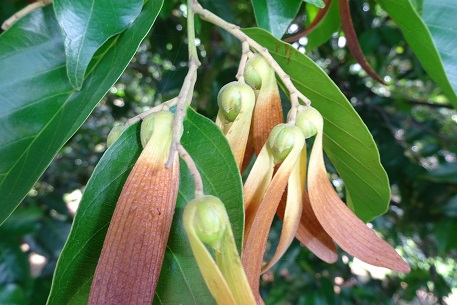 Ngam cay sao cat ngan nam tuoi thoat khoi viec don ha o Kon Tum-Hinh-8