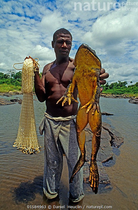 Kinh ngac loai ech khong lo nang toi 8kg-Hinh-7