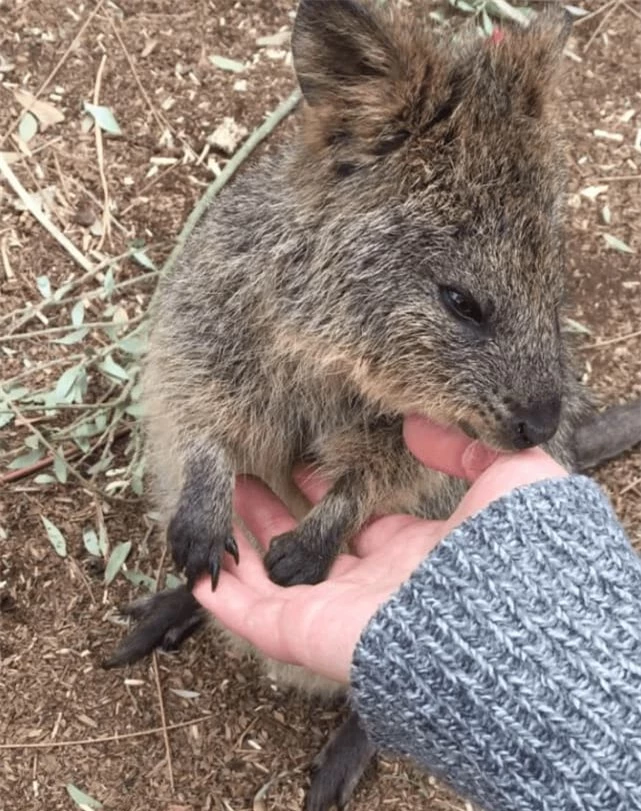 Kangaroo ngu cung cuoi la loai dong vat vui ve nhat hanh tinh-Hinh-7