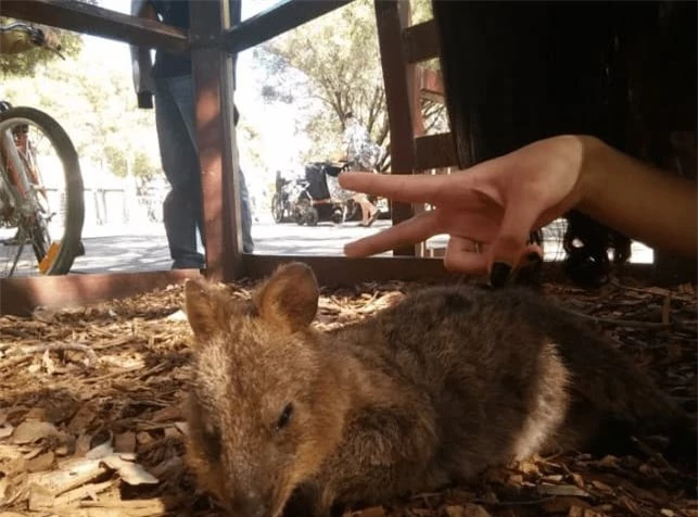 Kangaroo ngu cung cuoi la loai dong vat vui ve nhat hanh tinh-Hinh-8