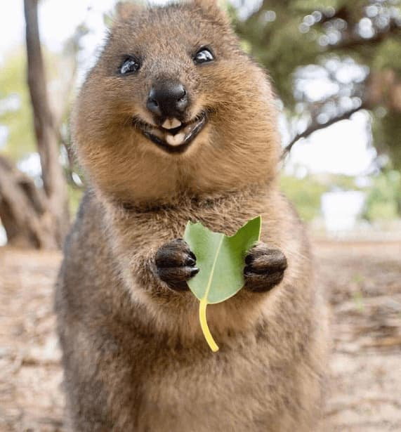 Kangaroo ngu cung cuoi la loai dong vat vui ve nhat hanh tinh