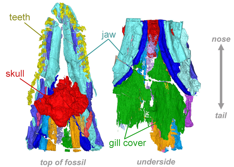 Cosmoselachus mehling - loai ca map moi duoc phat hien-Hinh-3