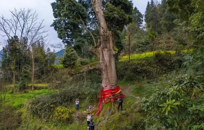 Loai go quy hon vang nhung khong ai muon trong, bat ngo ly do-Hinh-3