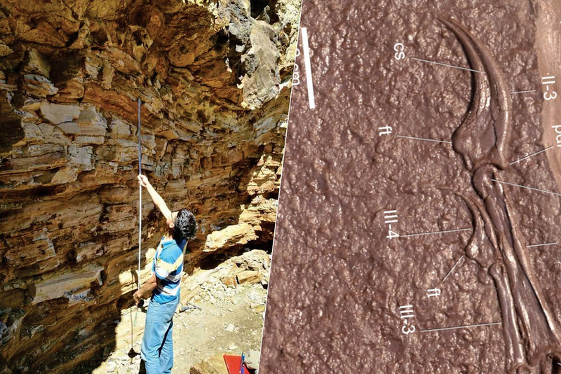 Quái vật nửa giống bò nửa giống chim lộ diện ở Trung Quốc - Hình 8 Quai vat nua giong bo nua giong chim lo dien o Trung Quoc-Hinh-8