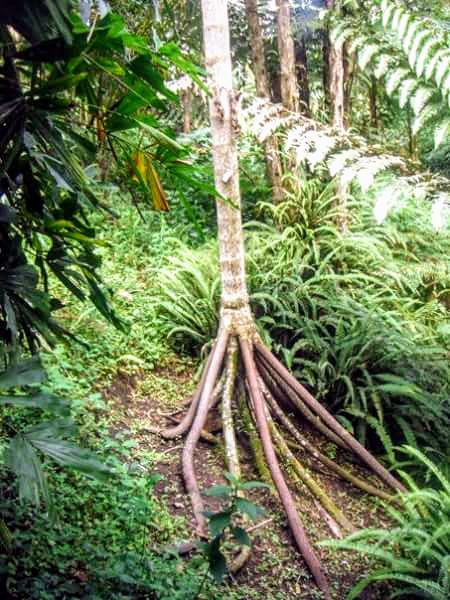 Loai cay co kha nang di chuyen doc dao-Hinh-4