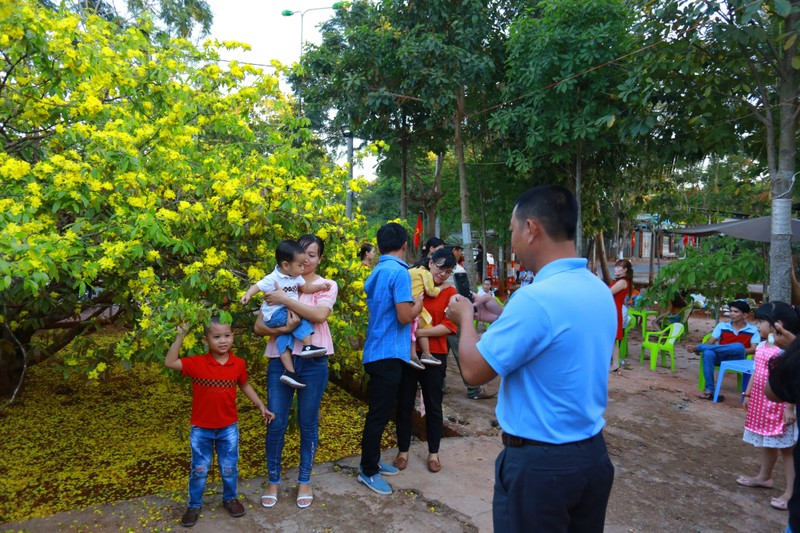 Can canh cay mai 'khung' nhat Viet Nam thu hut hang nghin nguoi den chup anh-Hinh-3