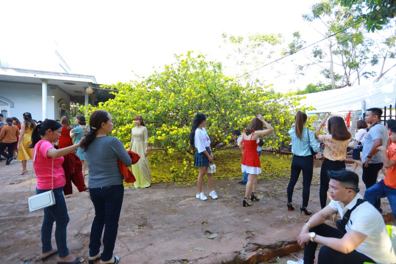 Can canh cay mai 'khung' nhat Viet Nam thu hut hang nghin nguoi den chup anh