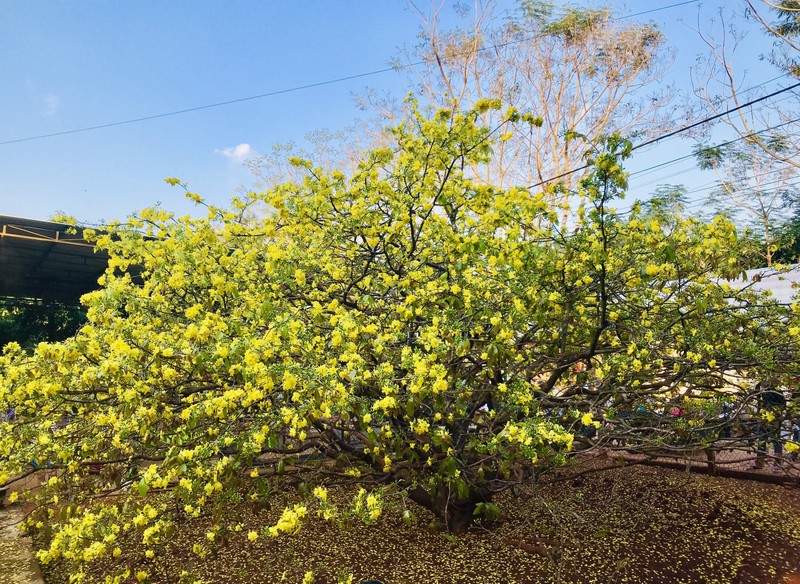 Chiem nguong cay mai 'khung' o Dong Nai-Hinh-2