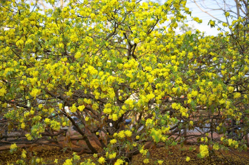 Chiem nguong cay mai 'khung' o Dong Nai-Hinh-4