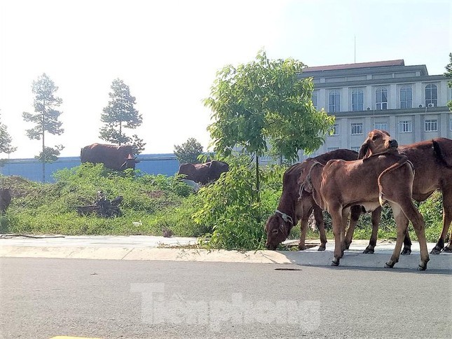 Du an nha o Dai Nam tung muon hien 127 lo dat nhung khong ai nhan gio ra sao?-Hinh-8