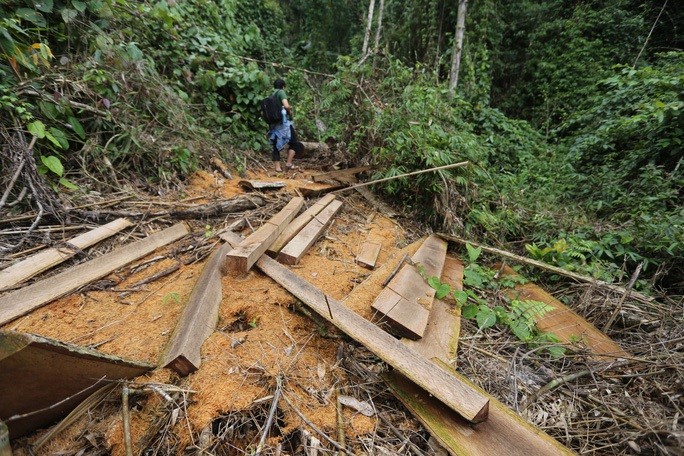 Yeu cau Quang Nam lam ro vi sao rung tu nhien dot ngot giam 2.850 ha