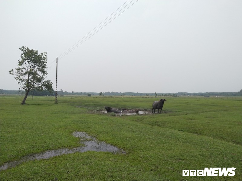 Du an nghin ty tro thanh noi chan trau o Sai Gon-Hinh-6