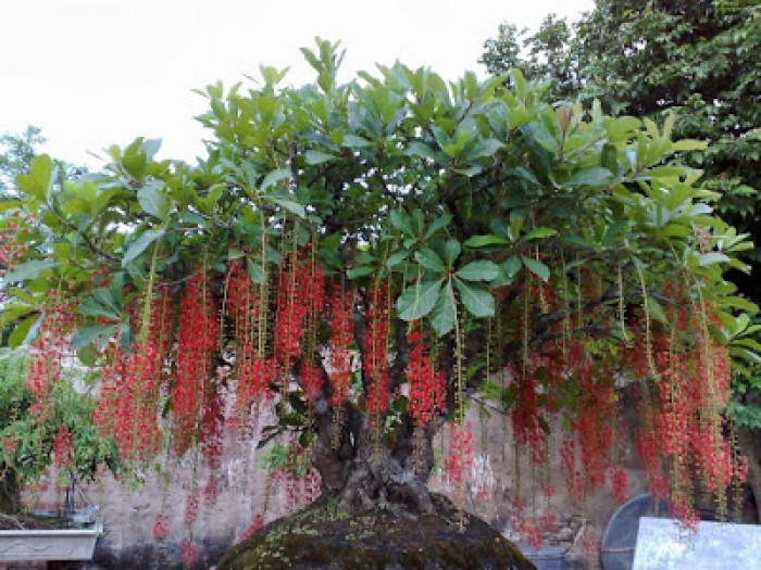 Phong thuy nha cua: Muon con cai do dat vinh hien, nen trong nhung cay nay truoc nha-Hinh-2