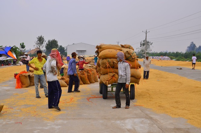 Hai quan mo to khai xuat khau gao luc 0h: Doanh nghiep de nghi kiem tra