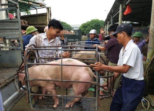 Gia heo hoi sot tro lai, tien sat moc 100.000 dong/kg