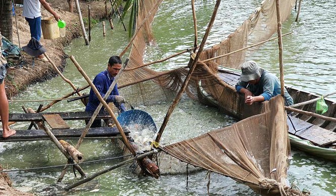 Gia ca tra thap nhat trong 10 nam qua