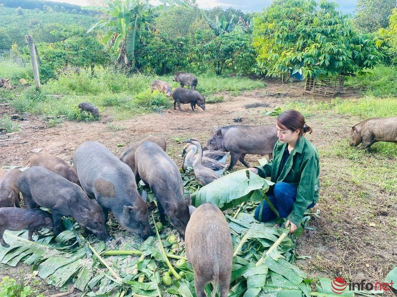 Co gia xinh dep roi Sai Gon sau 10 nam gan bo ve que nuoi heo ban, trong cay lam giau-Hinh-3