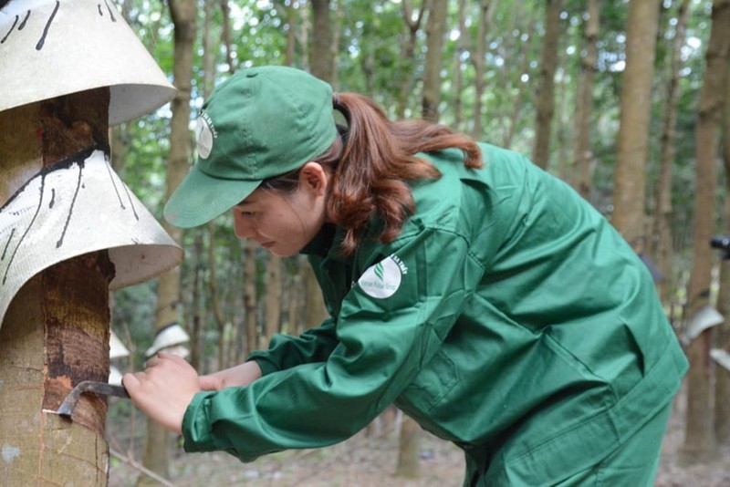 Co phieu GVR tang toc khi loi nhuan hoi manh