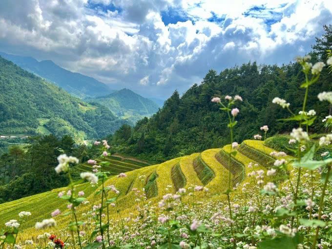 Ve Mu Cang Chai 'hit ha' huong lua, ngam mua vang-Hinh-3