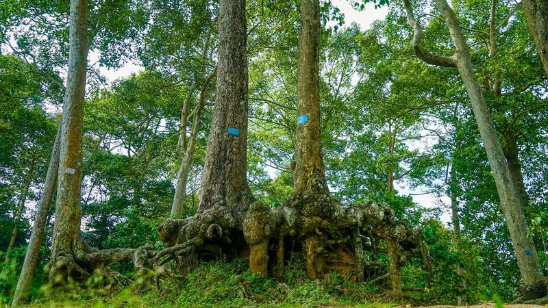 Khám phá đô thị 'chữa lành' đặc biệt của miền Tây sông nước - Hình 3 Kham pha do thi 'chua lanh' dac biet cua mien Tay song nuoc-Hinh-3