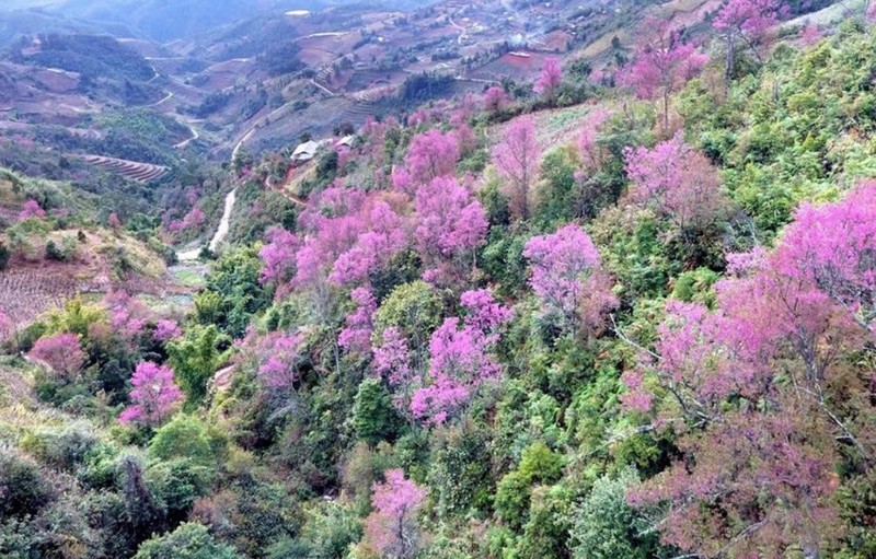 Ve Yen Bai trai nghiem le hoi hoa To day