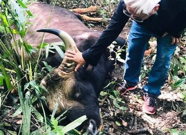 Bo tot 800kg trong khu bao ton thien nhien chet bat thuong