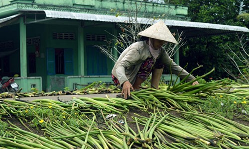 "Nuoi” luc binh, chuyen la doi nhung khong moi o mien Tay-Hinh-2