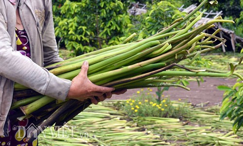 "Nuoi” luc binh, chuyen la doi nhung khong moi o mien Tay-Hinh-3